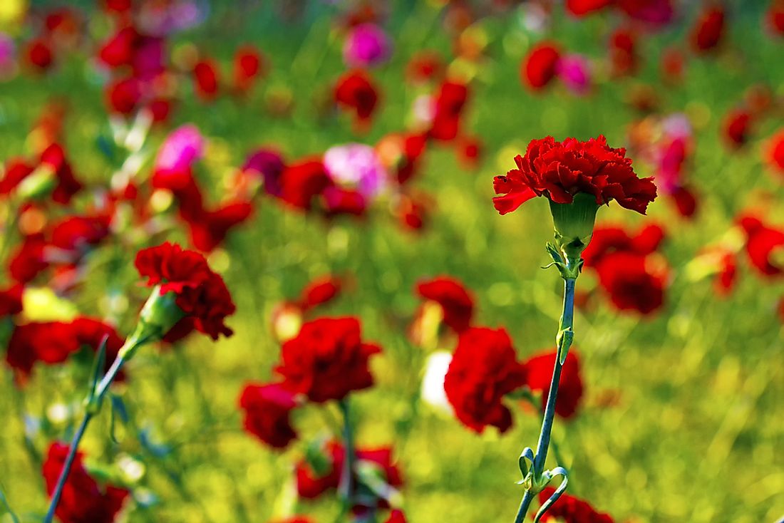 Red carnations, the state flower of Ohio. 