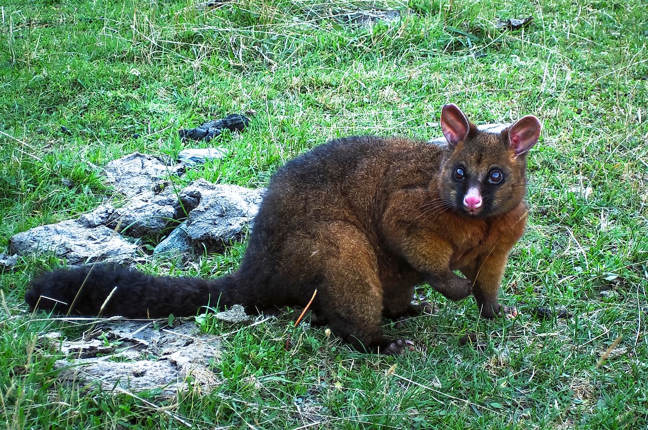 A brushtail possum (Trichosurus sp.) in a grassy field in the Mt. Aspiring National Park, New Zealand. Image credit: Kevin Wells Photography/Shutterstock.com