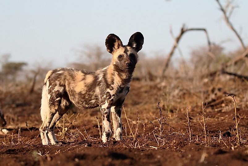 The endangered Cape Wild Dog.