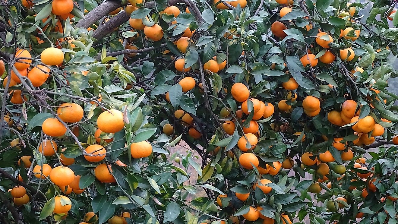 A farm growing tangerine, another popular small fruit similar to mandarins.