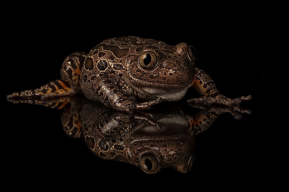 Pale legged running frog. 