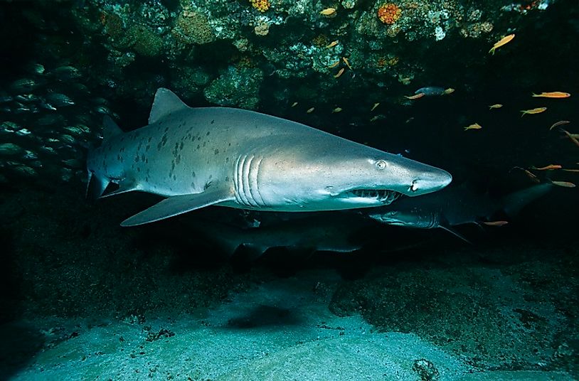 Adult Sand Tiger Shark along the South African coast.