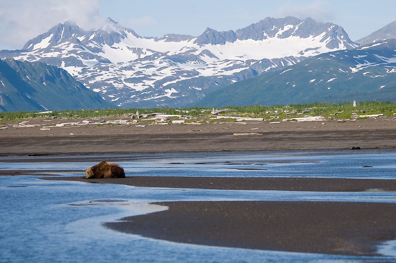Alaska Brown Bear, Hallo Bay, Katmai National Park, Alaska. Image credit: Marshmallow from Seattle/Wikimedia.org