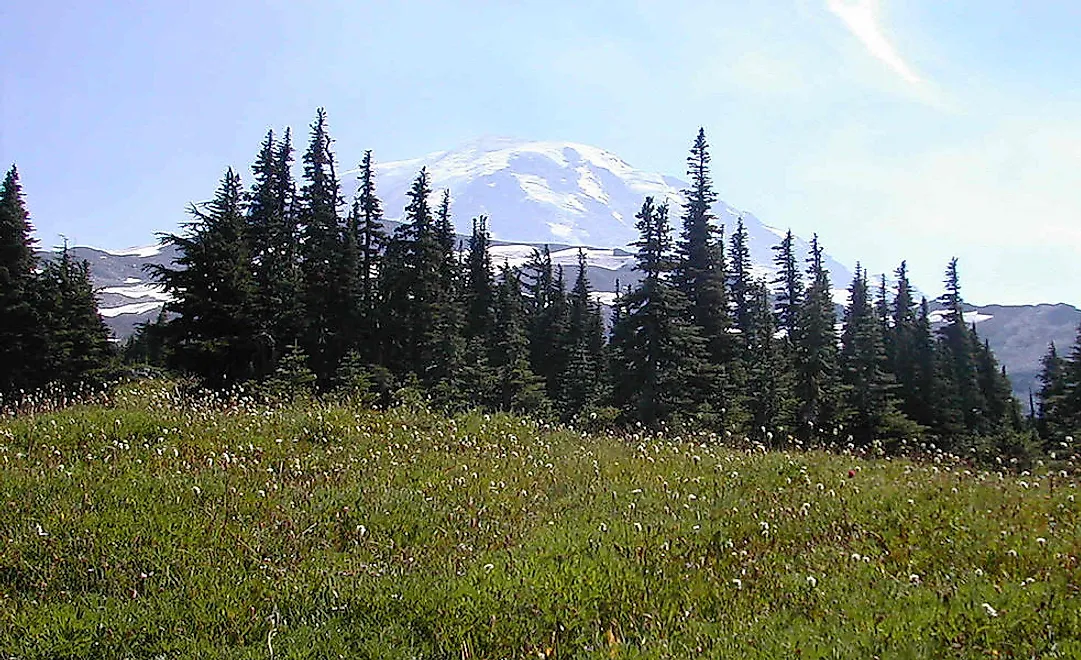 The tree line near Mt. Rainier, US.