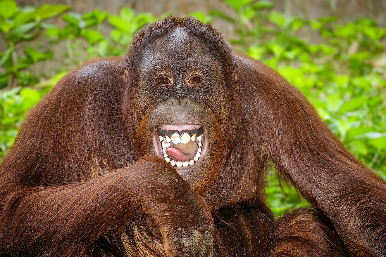 A laughing orangutan. Image credit:  Rob Hainer/Shutterstock.com