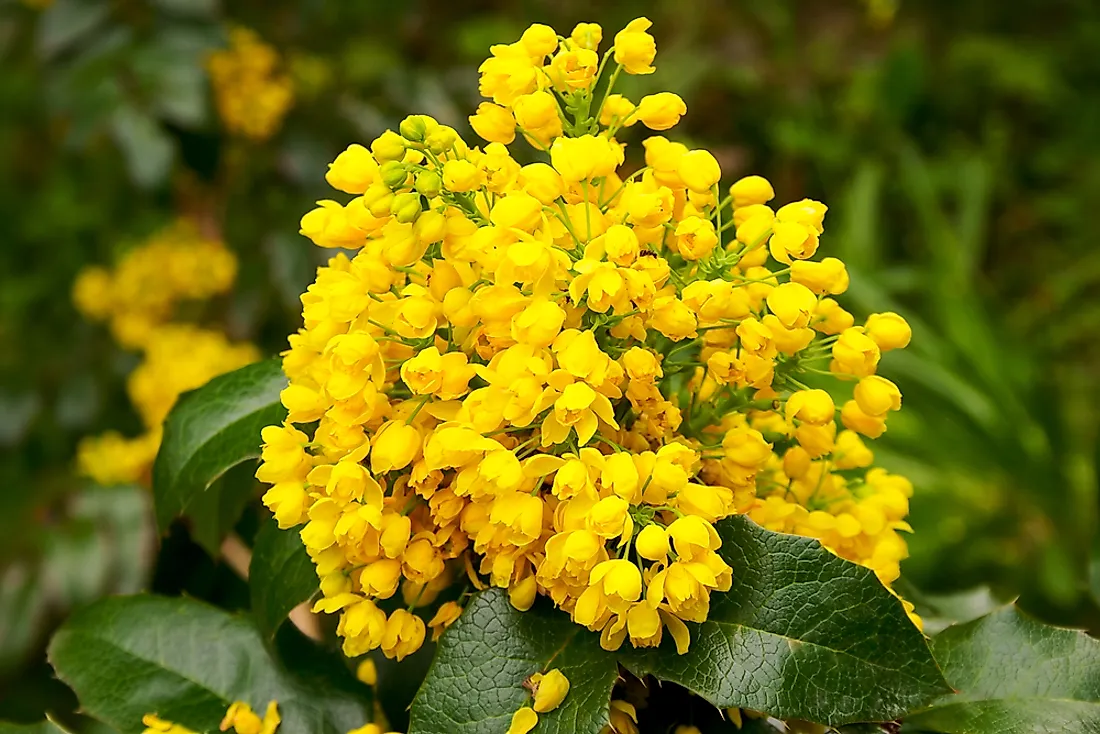 The Oregon grape blossom. 