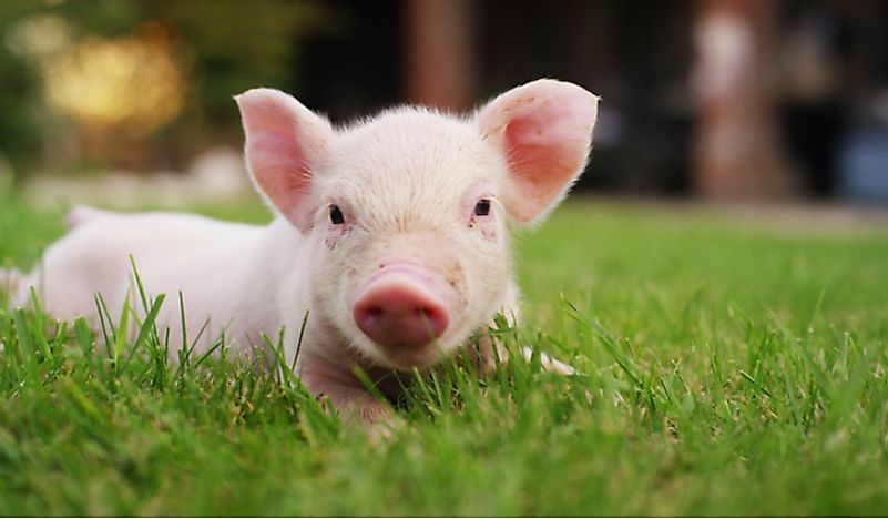 Pigs are one of the most intelligent mammals. 