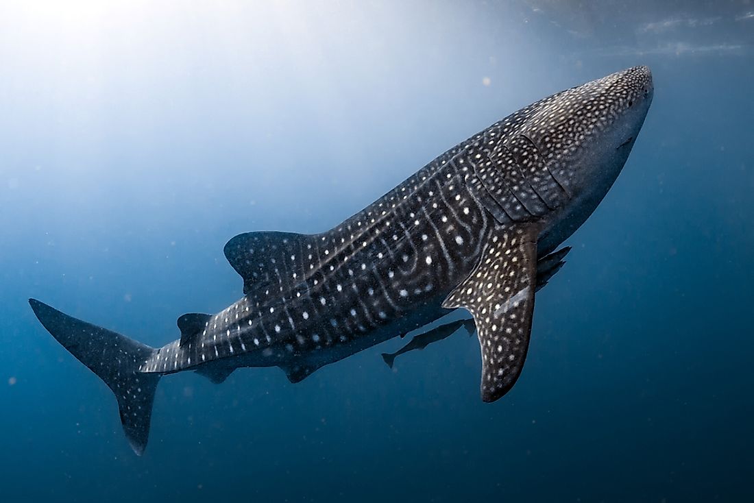 The whale shark's pale yellow stripes and spot patterns are usually unique to each individual.