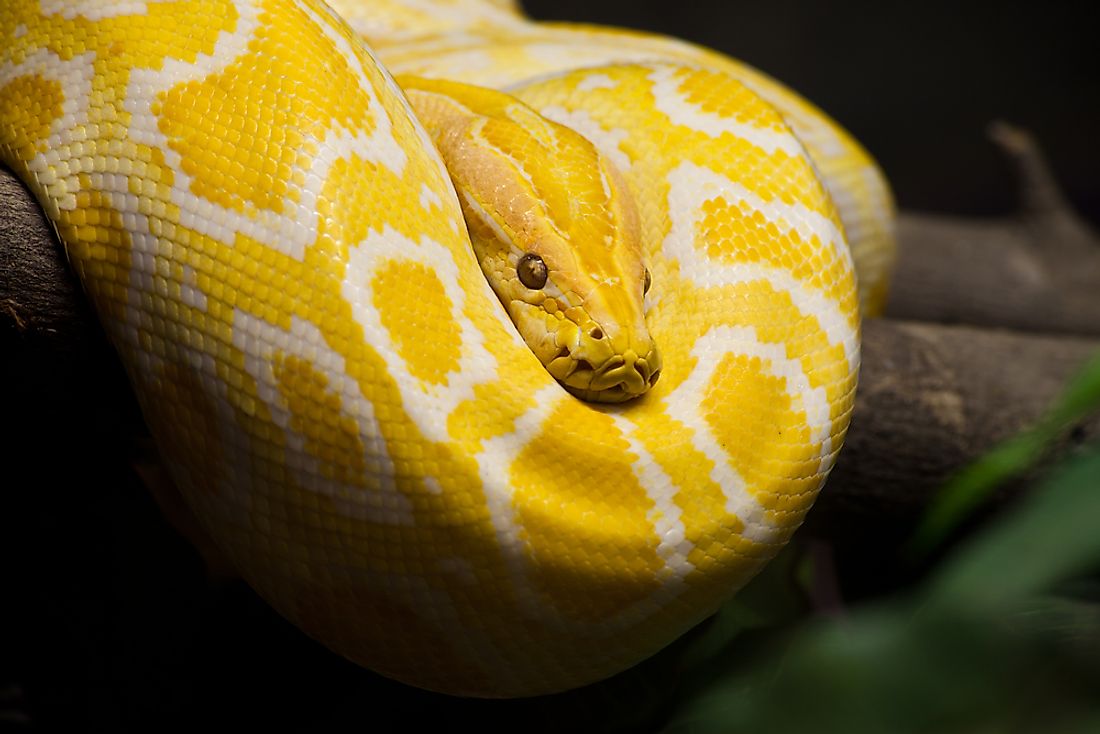 The World's Most Stunningly Yellow Animals - WorldAtlas