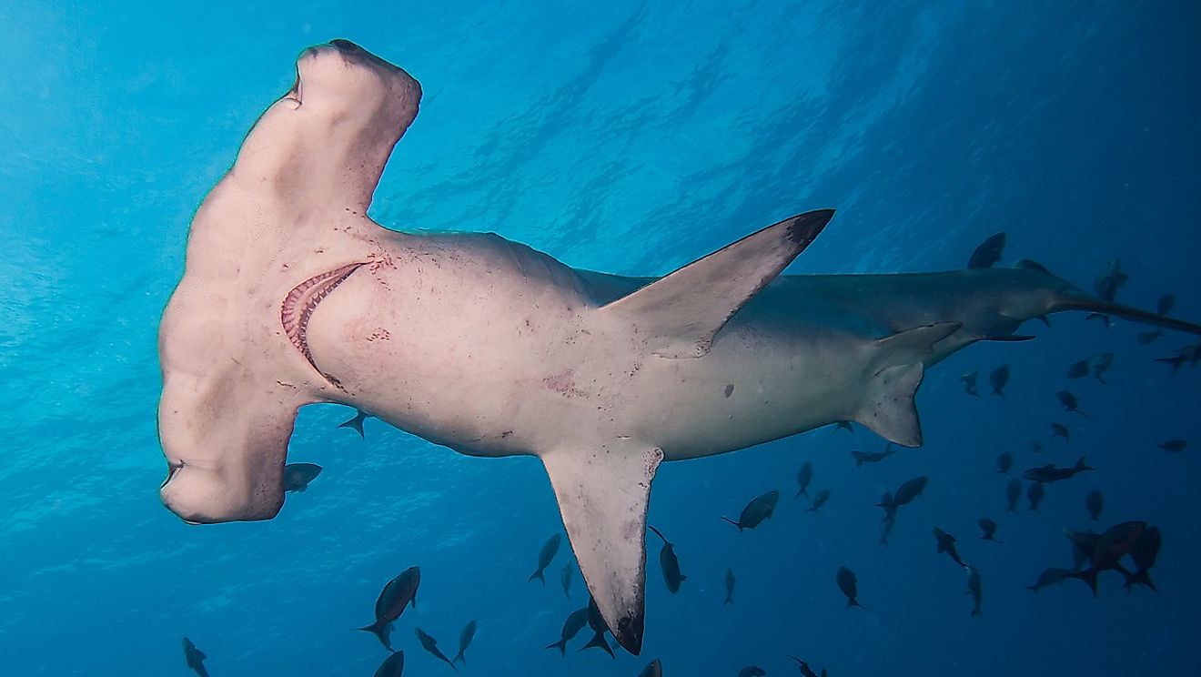 A Scalloped Hammerhead Shark. Image credit: Kris Mikael Krister/Wikimedia.org
