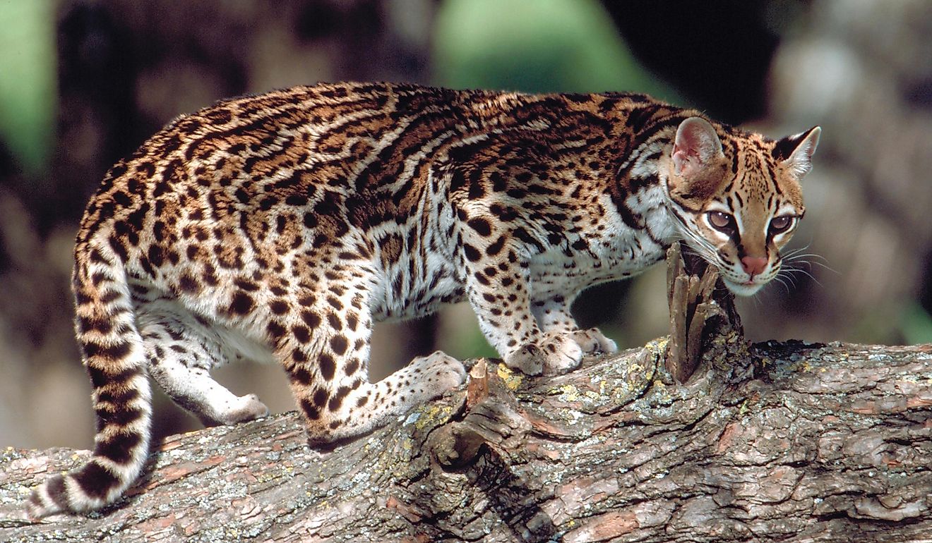 A gorgeous ocelot on a tree trunk.