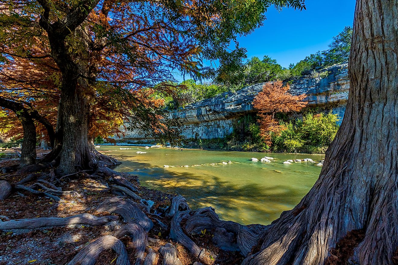 Cypress Trees in the Shade of Bright Orange Fall Foliage at Guadalupe State Park, Texas.