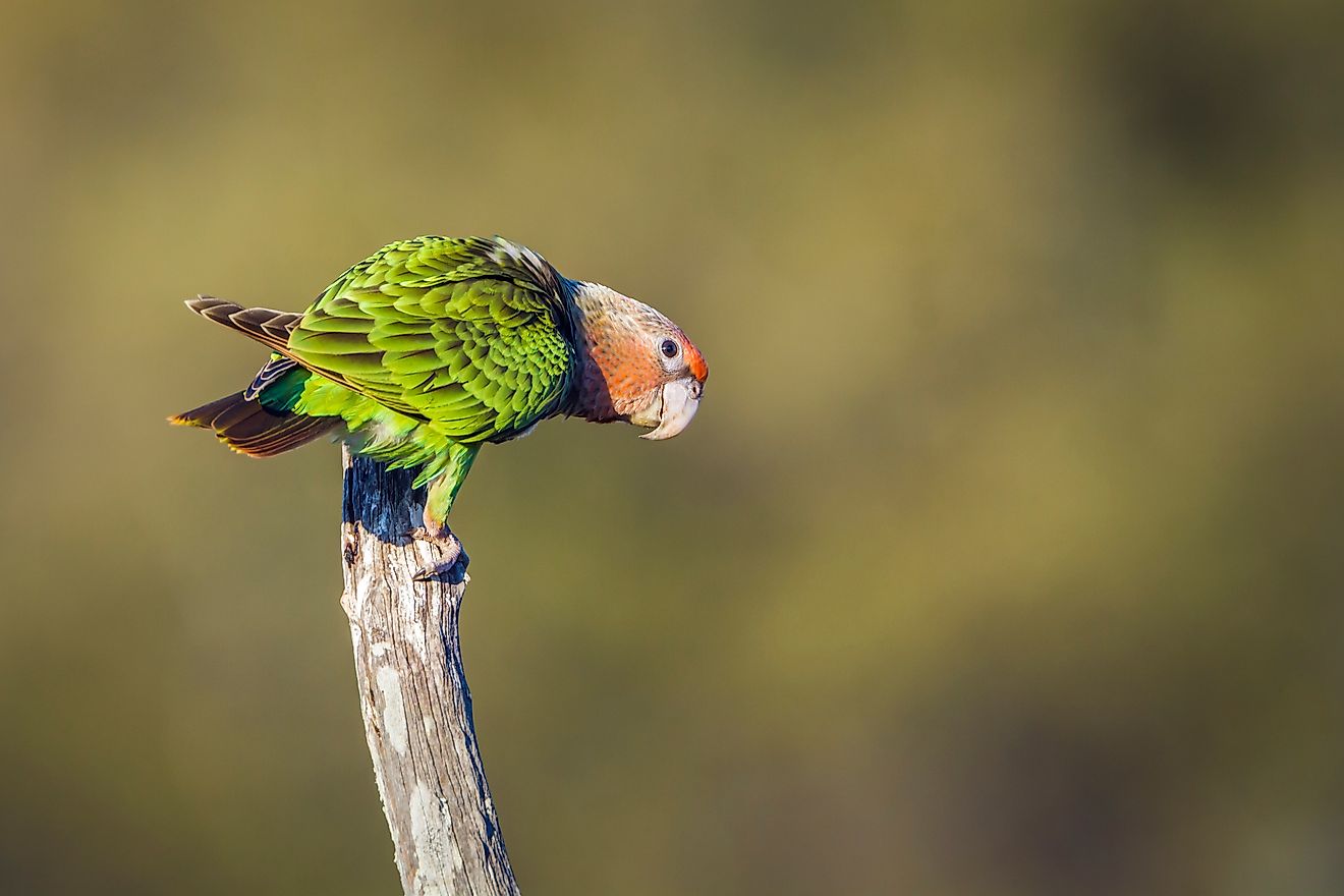 Cape parrot (Poicephalus robustus) in Kruger National Park, South Africa.