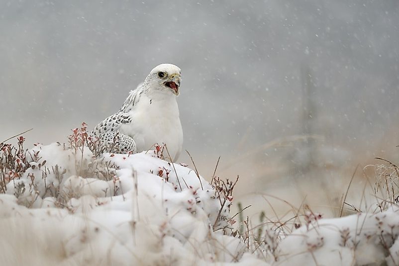 A Gyrfalcon in the snow.