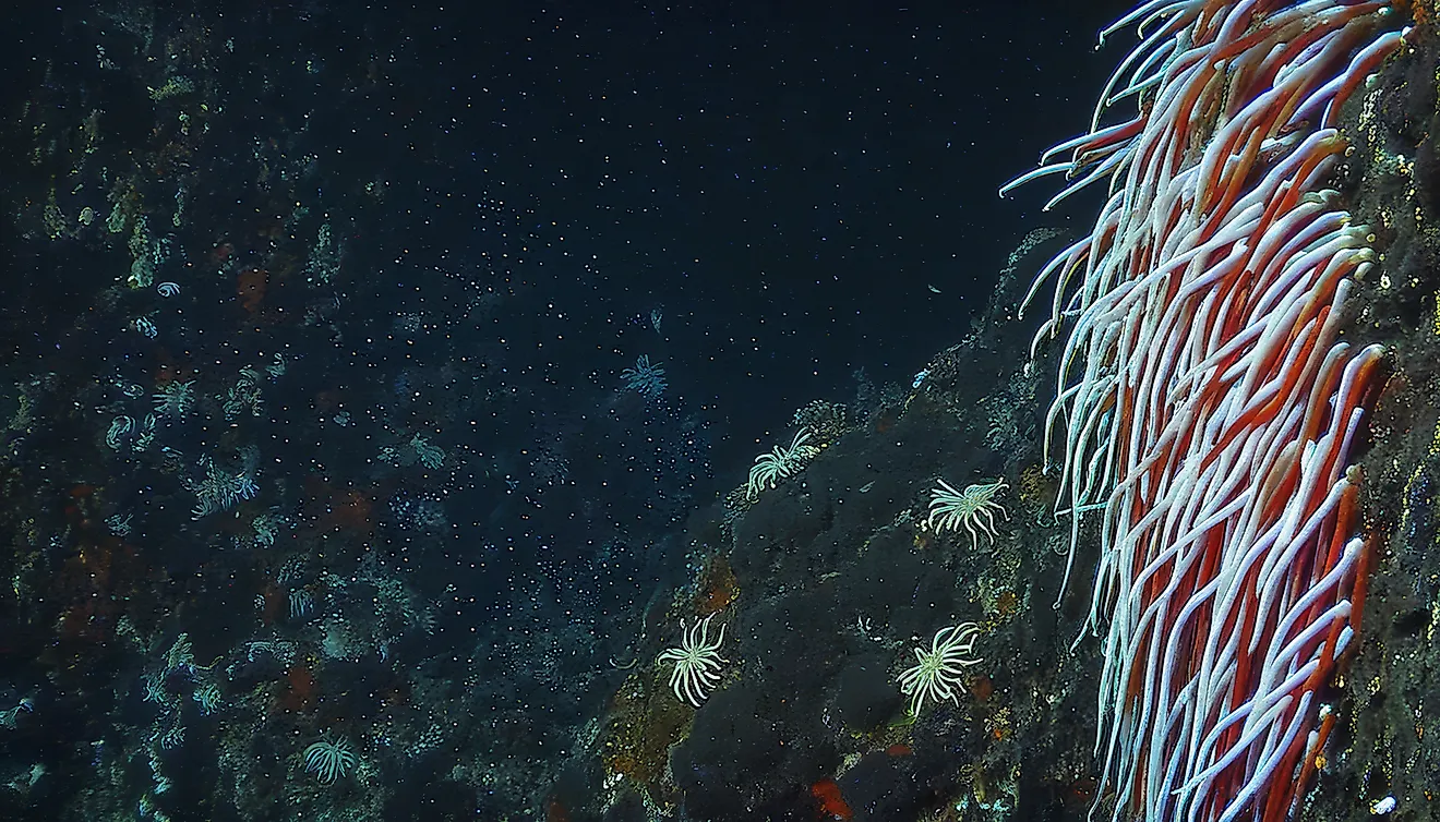 Giant Tube Worms Riftia pachyptila thriving at a deep-sea hydrothermal vent in the Mariana Trench. 
