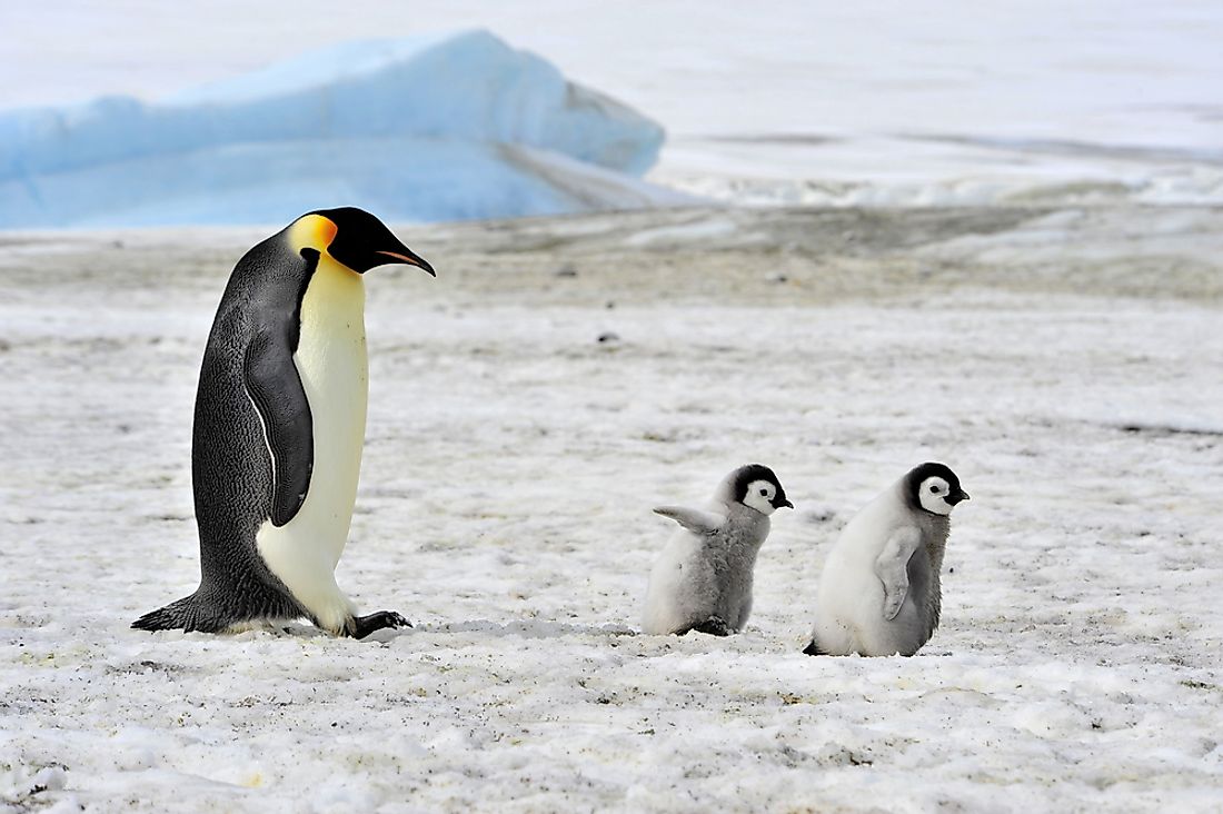An emperor penguin with two chicks. 