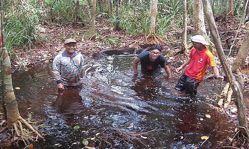  Peat forms under waterlogged conditions in peat swamp forests of Malaysia.