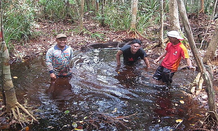 Peat forms under waterlogged conditions in peat swamp forests of Malaysia.