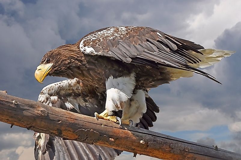 The large, fierce-looking White-Tailed Eagle perched upon a leaning tree.