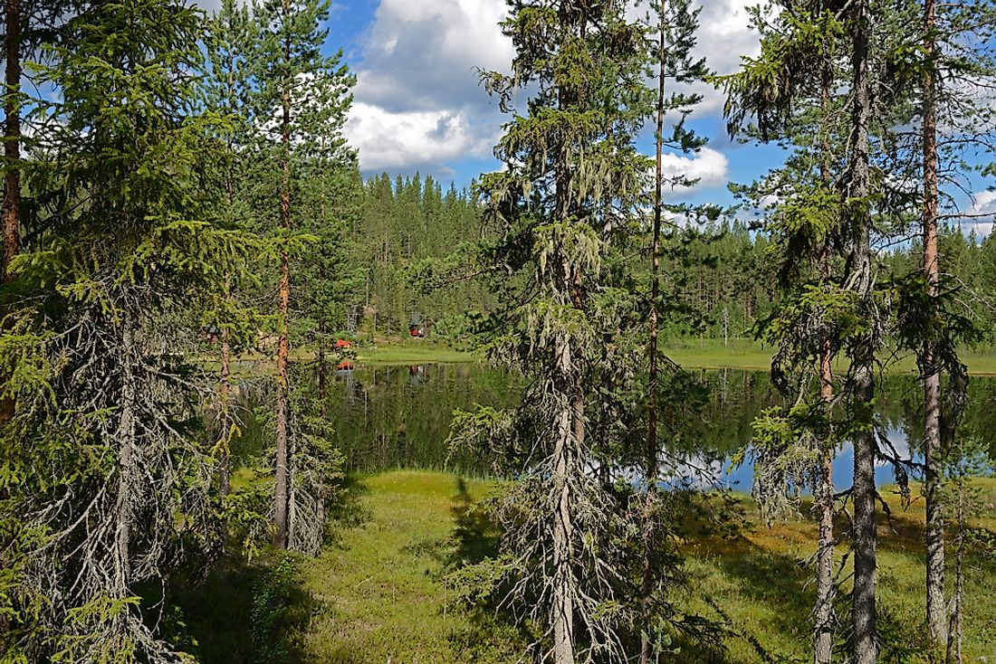 A coniferous swamp in Finland.
