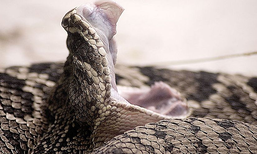 The Eastern diamondback rattlesnake is one of the most poisonous snakes of North Carolina.
