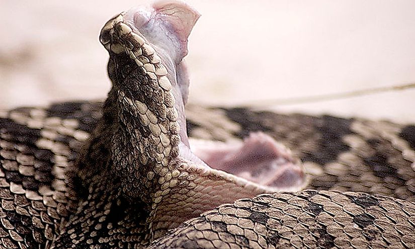 The Eastern diamondback rattlesnake is one of the most poisonous snakes of North Carolina.