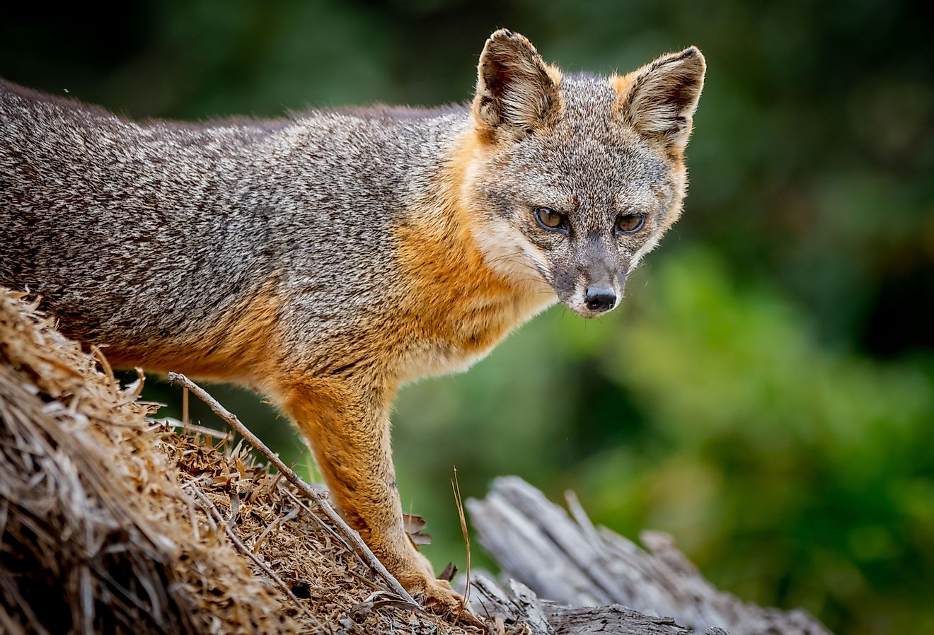 Close-up image of an island fox (Urocyon littoralis) posing on Santa Cruz Island.