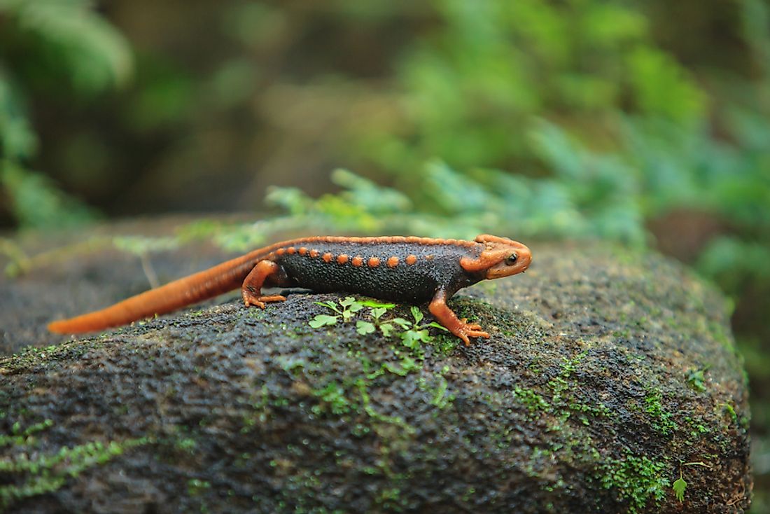 A crocodile salamander in Thailand. 