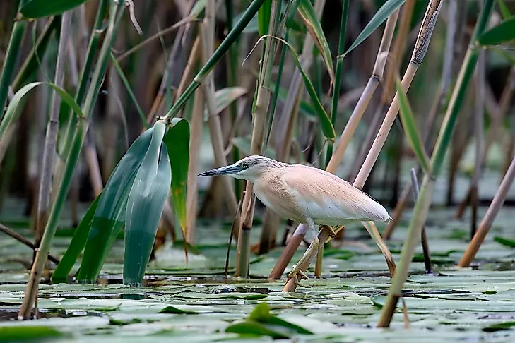 Squacco Herons are often found during breeding season in Romania and neighboring countries.