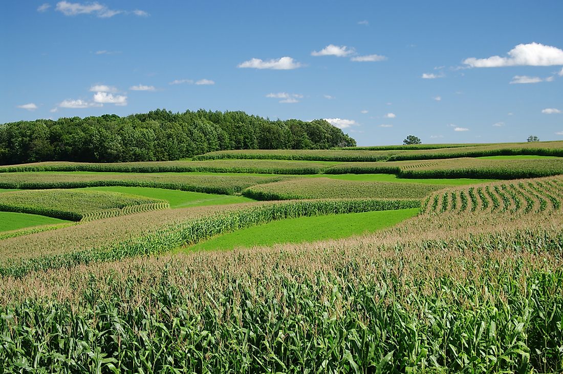 Strip cropping prevents soil erosion and can improve soil fertility.