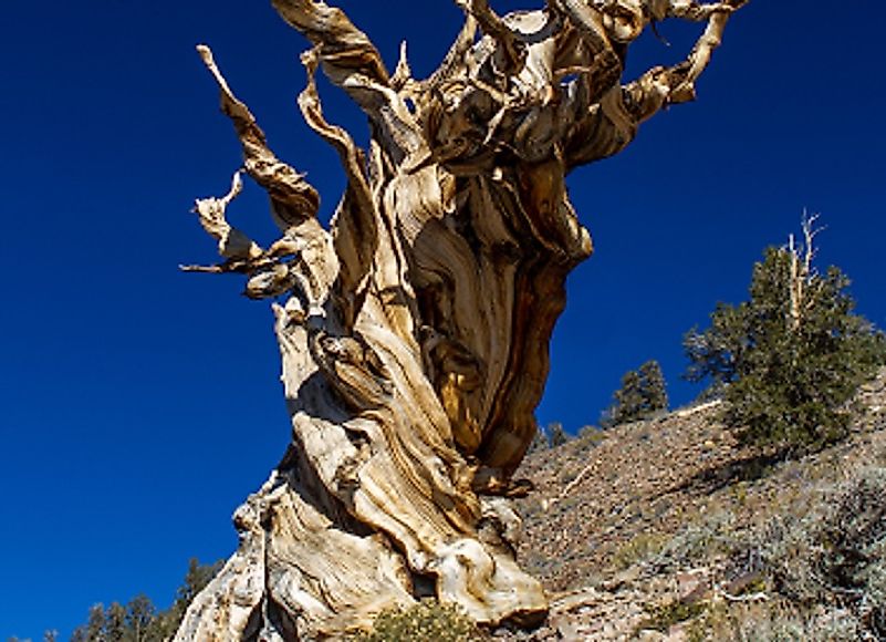 Example of an ancient Pinus longaeva specimen, a bristle-cone pine found most often in the US states of Nevada and California.