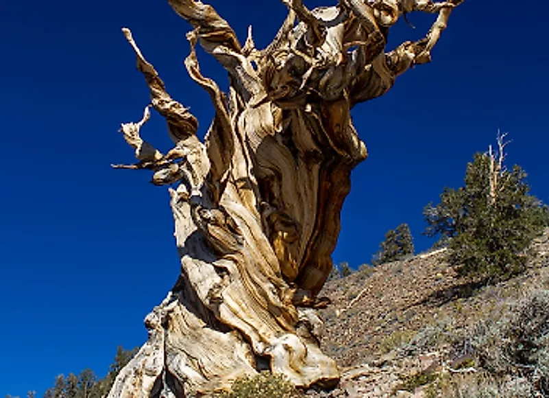 Living Trees Earth - WorldAtlas