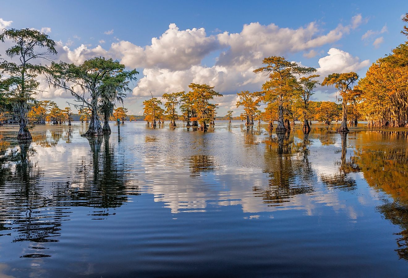 Bald cypress trees, Caddo Lake, Texas.