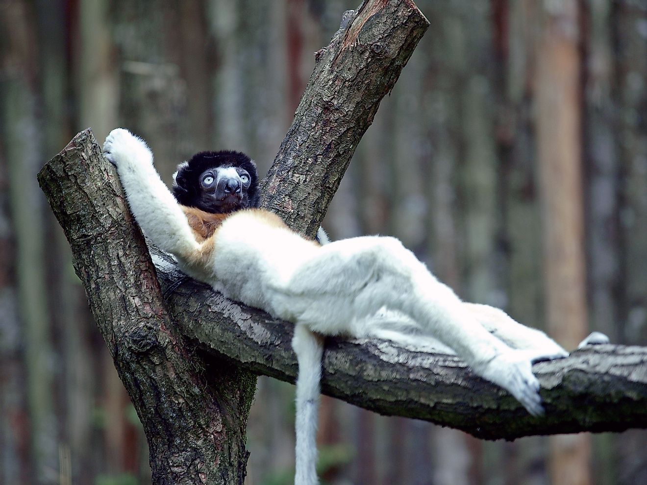 Crowned sifaka. Image credit: Edwin Butter/Shutterstock.com