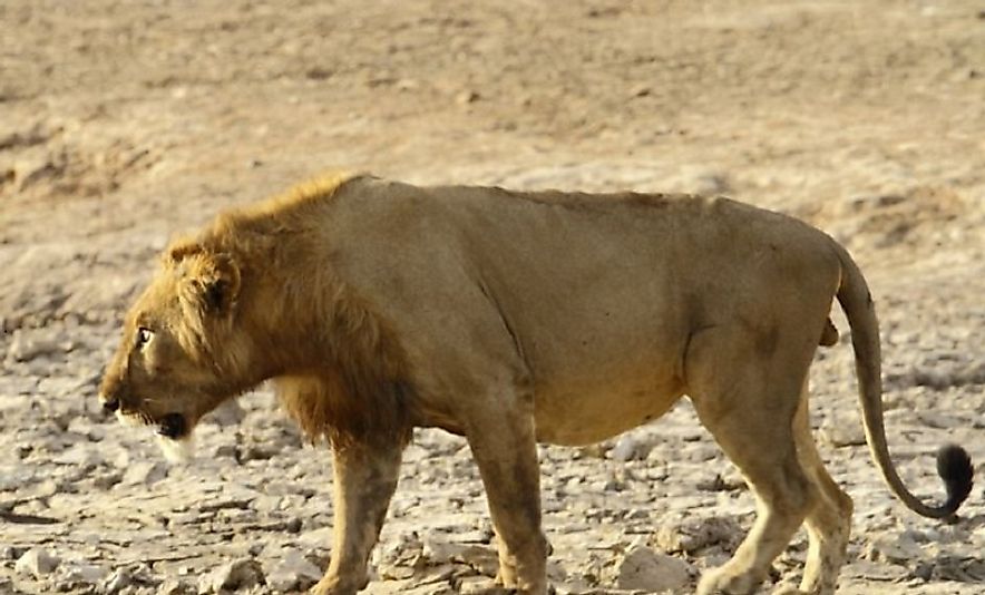 A male West African Lion.