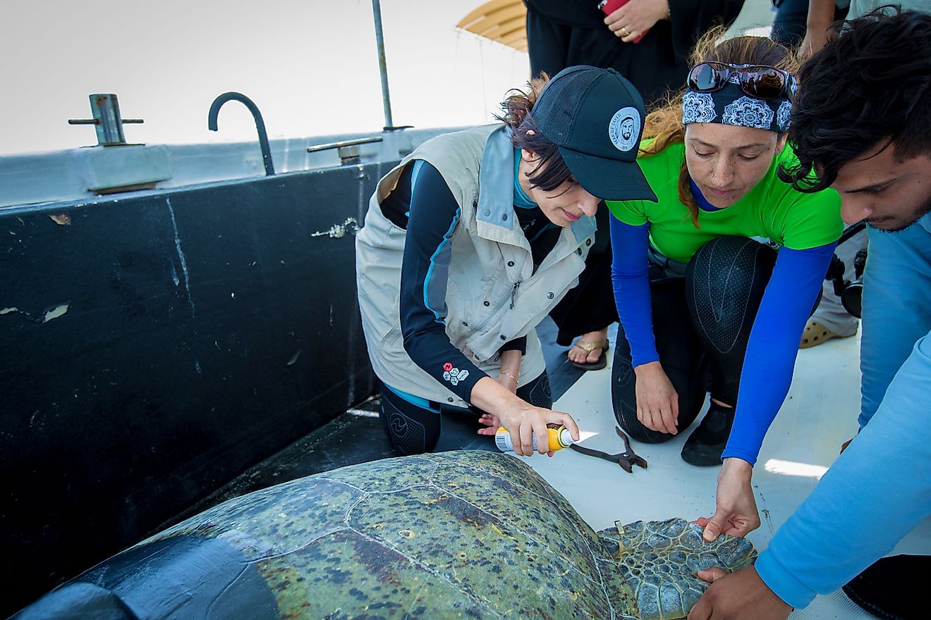 Razan Al Mubarak, Founding Managing Director of The MBZ Conservation Fund (first from left) actively participating in species conservation fieldwork. Image credit: MBZ Conservation Fund