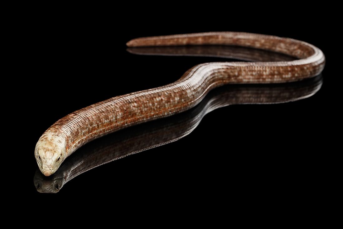 A European legless lizard.