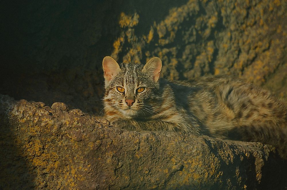 A Prionailurus bengalensis. 