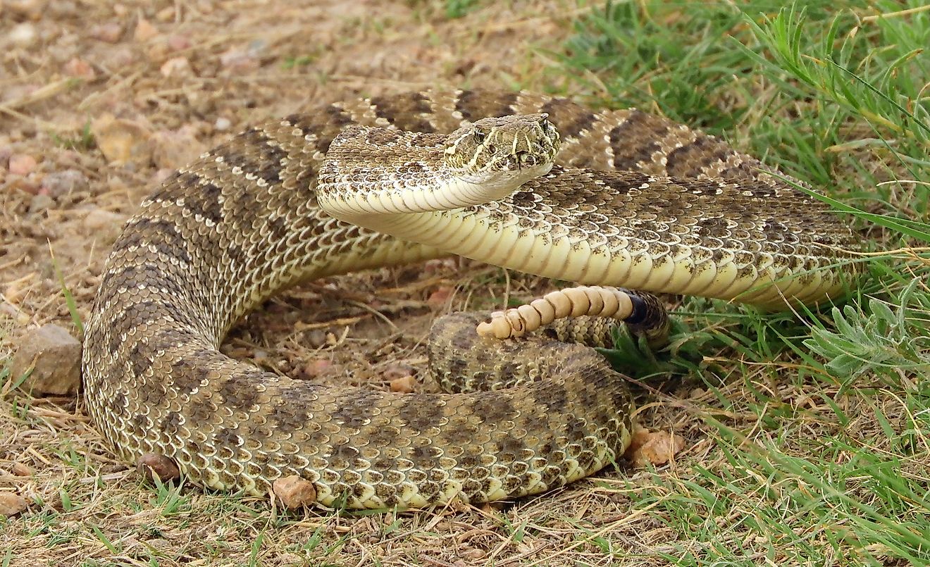 venomous prairie rattlesnake on the trail in summer in pawnee national grassland in northeastern colorado near greeley 