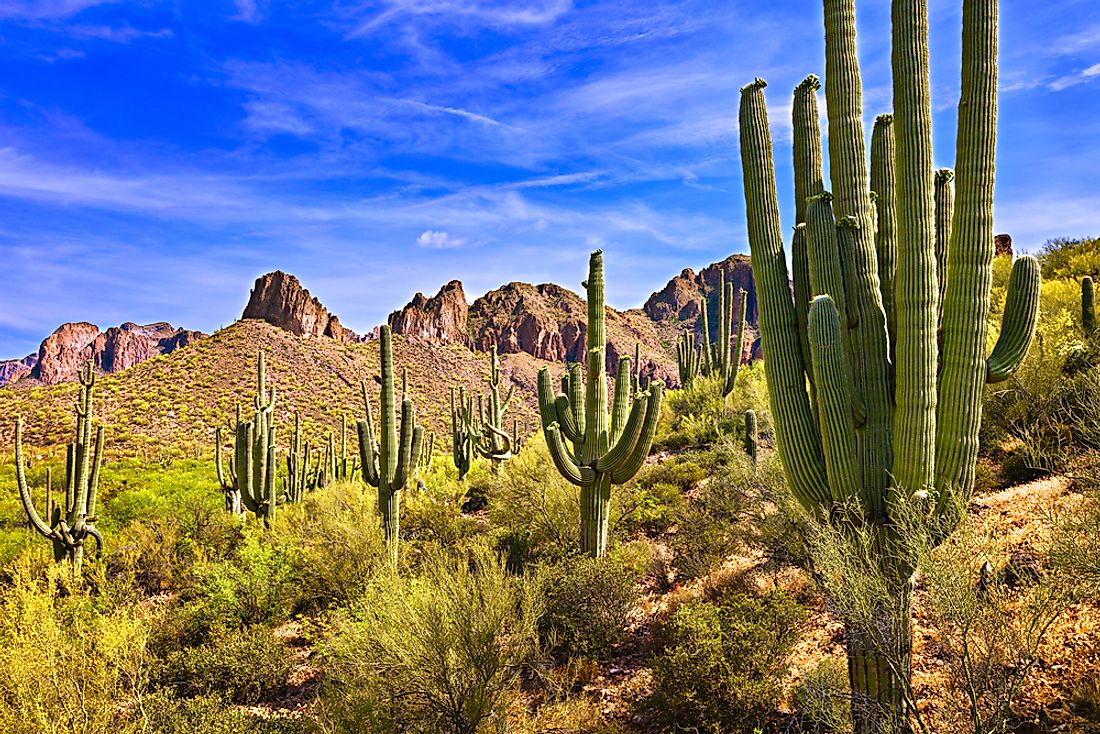 The Saguaro National Park in Arizona helps to protect the Saguaro cactus.