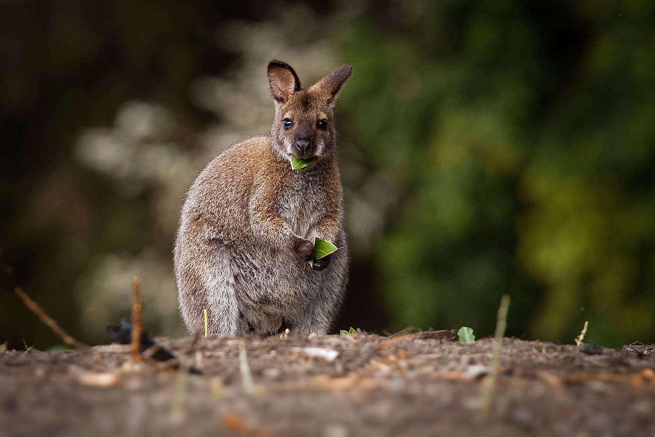 Wallabies were introduced in Hawaii by humans. Image credit: Martin Pelanek/Shutterstock.com