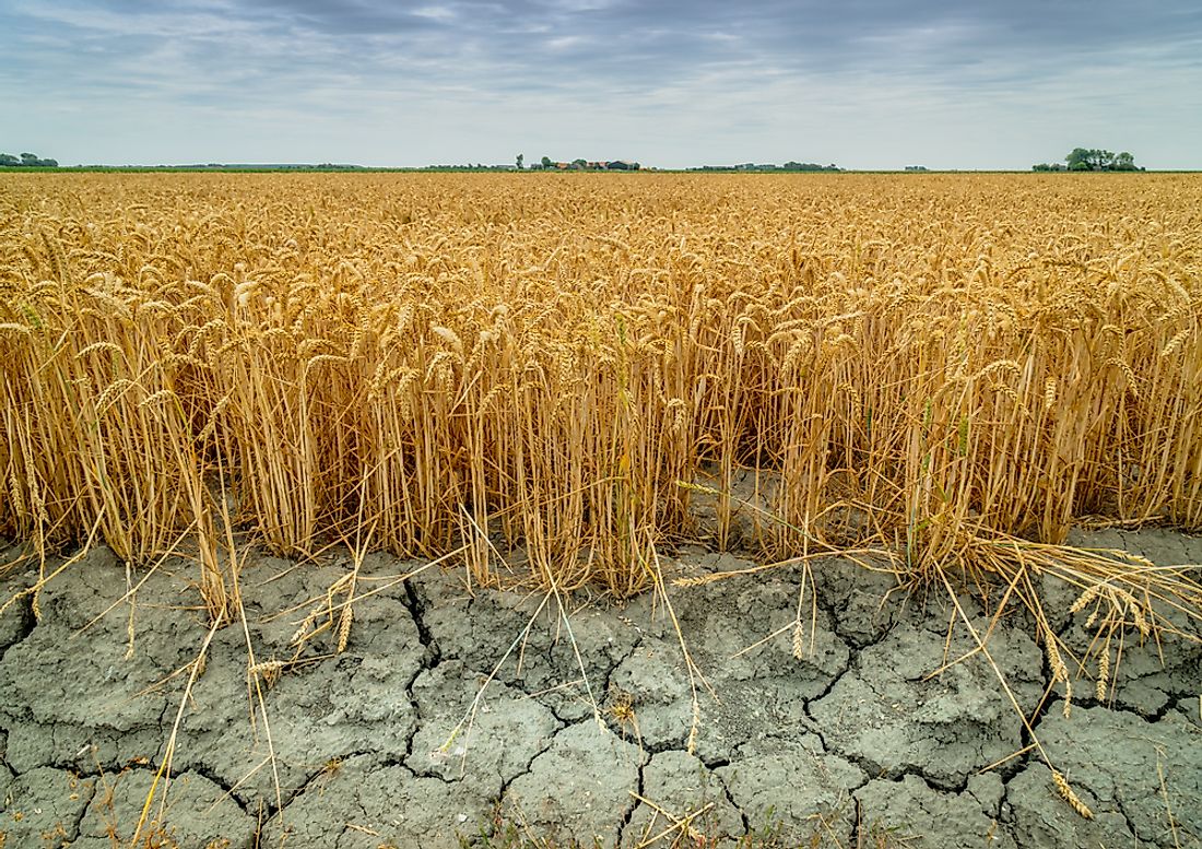 Signs of drought in a wheat field. 