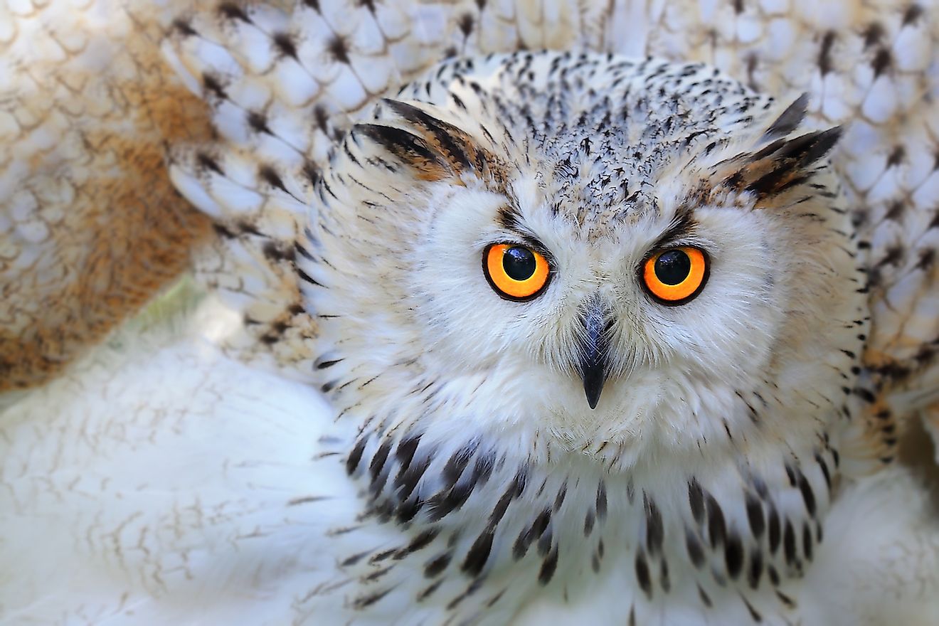 A Snowy owl. Image credit:  Skynavin/Shutterstock.com