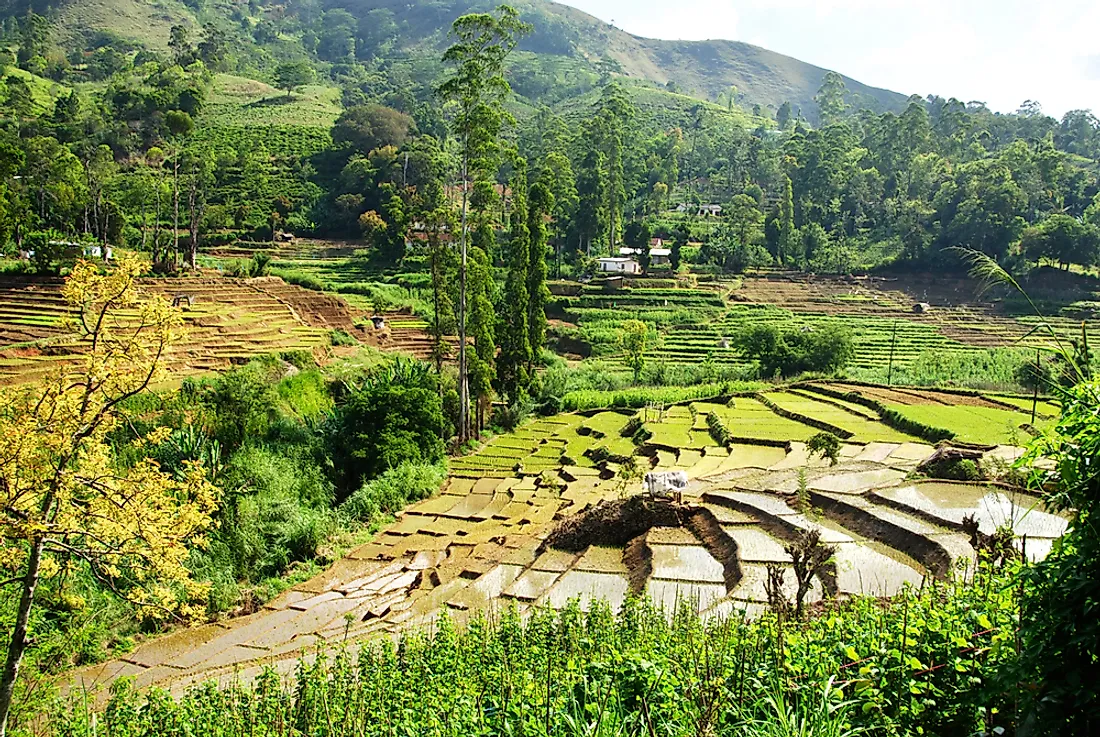 Rice is the most widely grown crop in Sri Lanka.