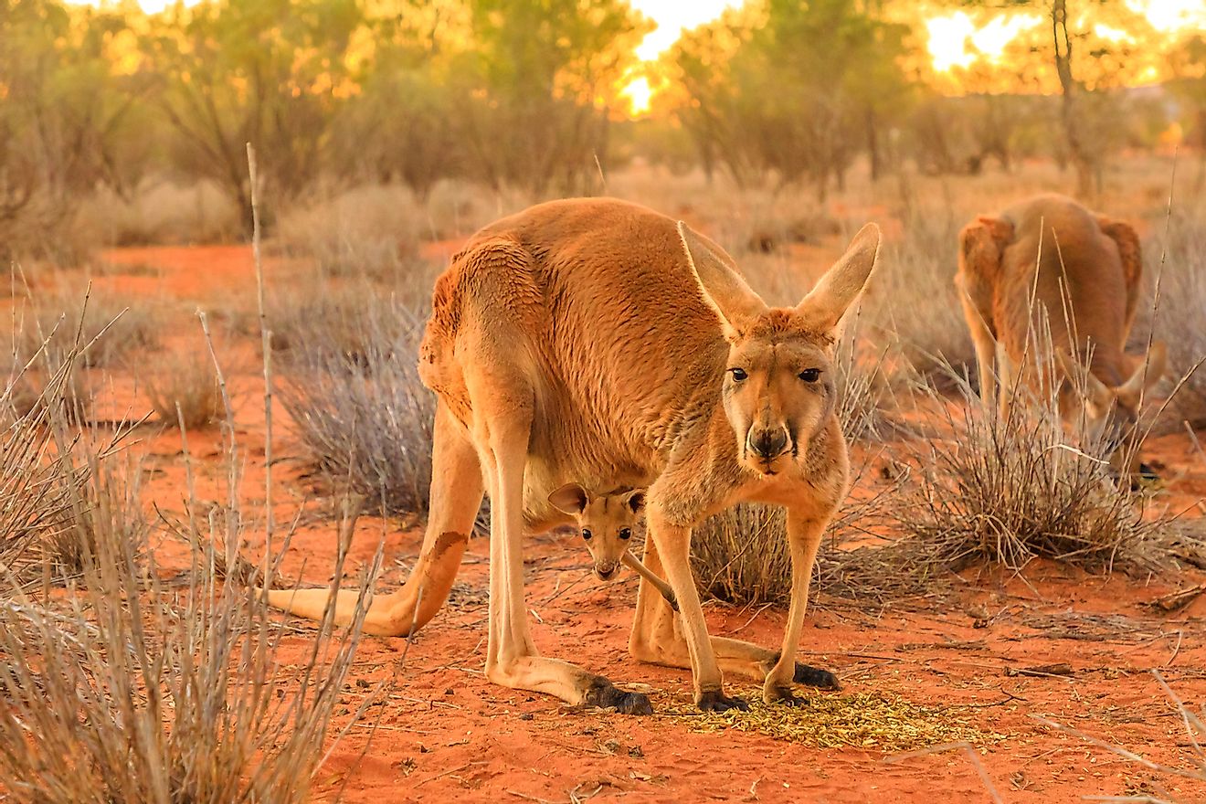 Red female kangaroo with a joey in a pocket. Image credit: Benny Marty/Shutterstock.com