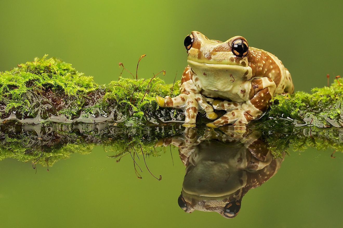 Amazon frogs are found in the Amazon Forest.