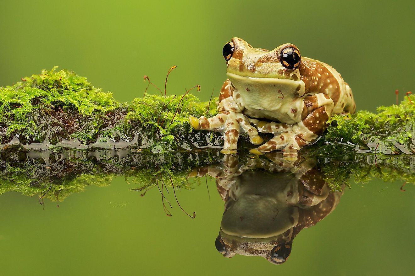 Top Facts About The Amazon Milk Frog - WorldAtlas