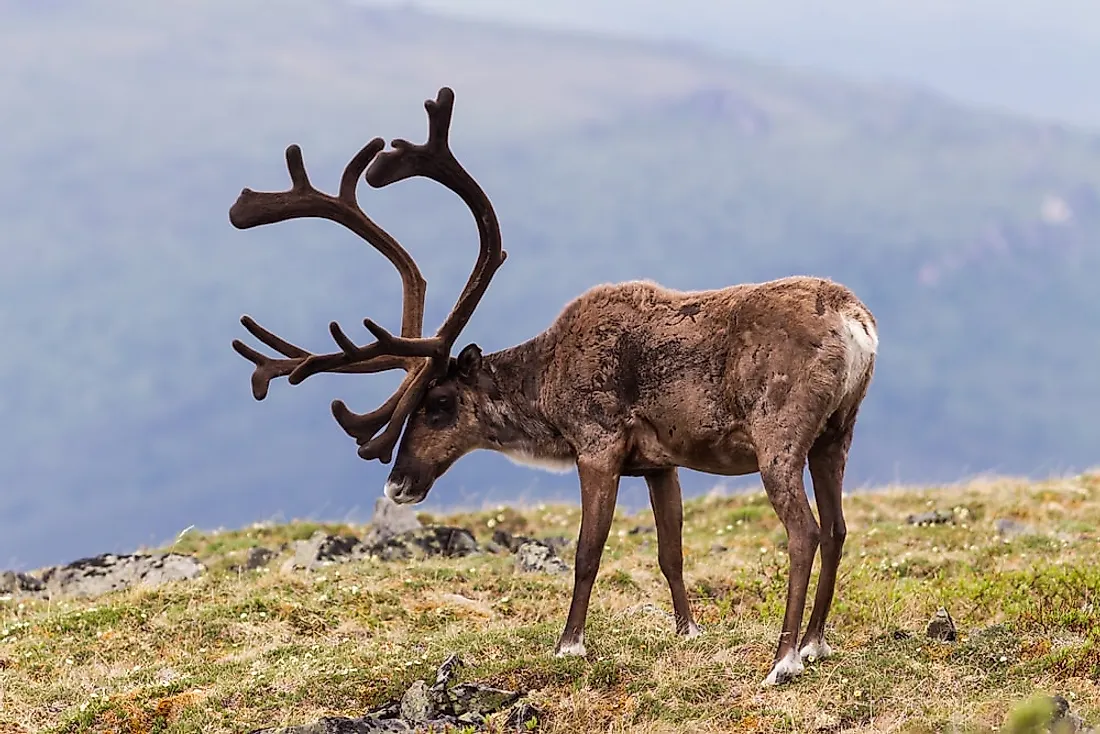 Tundra Animals Names