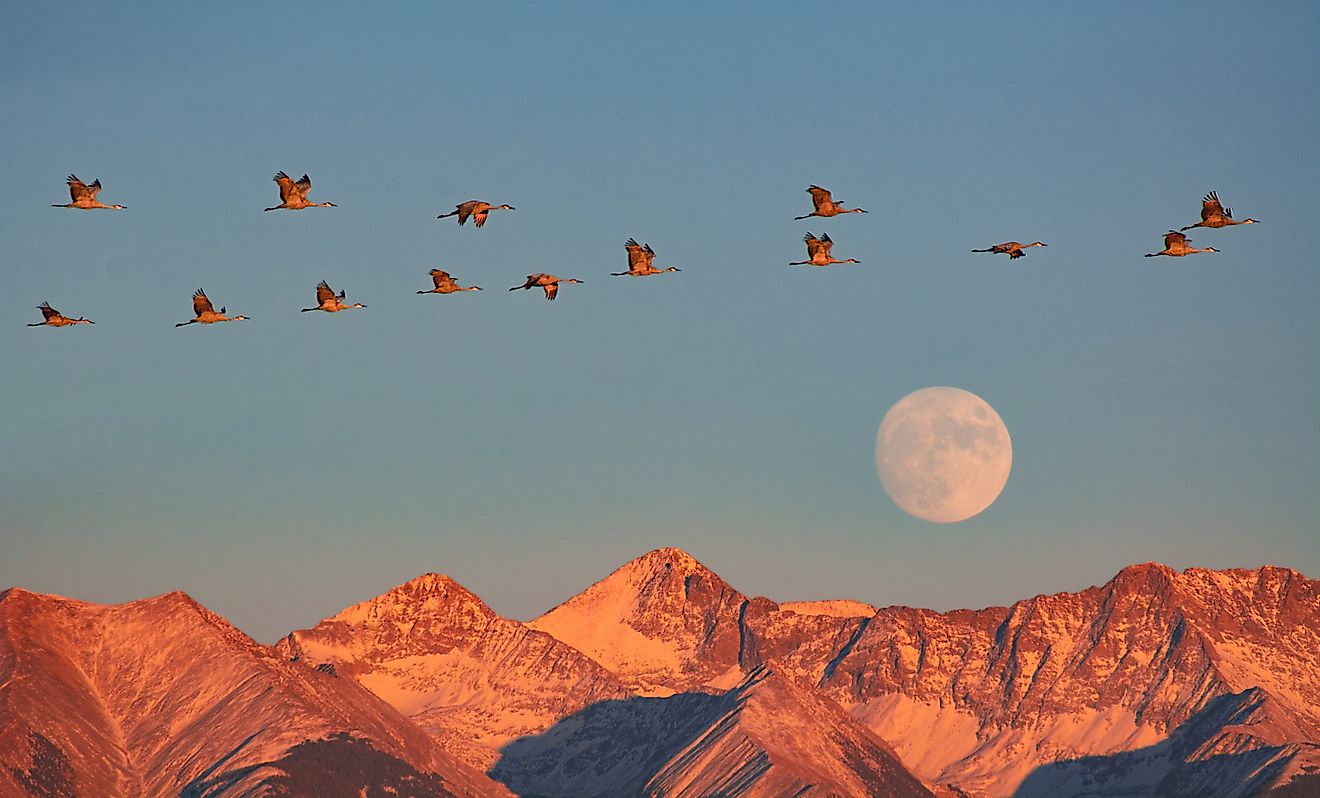 Sandhill Cranes, Moonrise over Blanca Peak. Credit: Great Sand Dunes National Park and Preserve, Public domain, via Wikimedia Commons