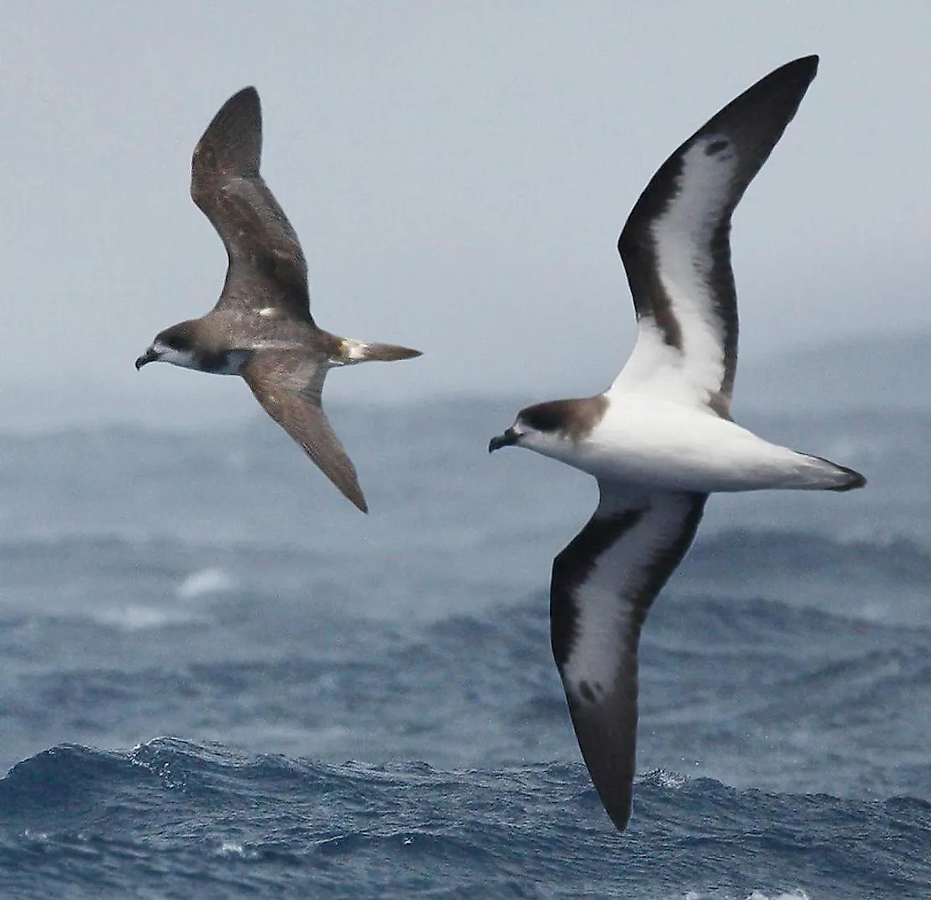 Bermuda Petrel From The Crossley ID Guide Eastern Birds. Image credit: Richard Crossley/Wikimedia.org